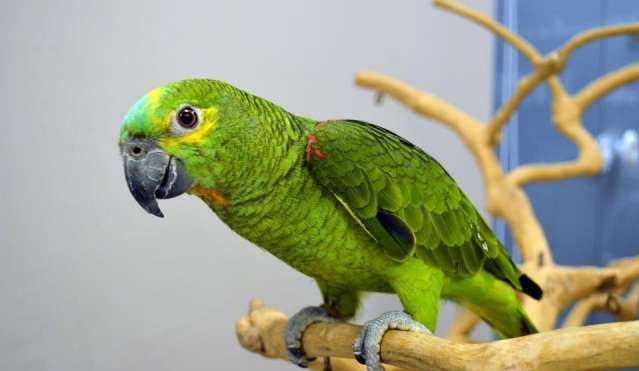 Papagaio-Falante